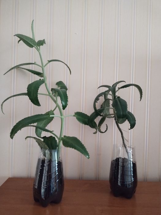 Каланхое лікарський, каланхоэ цветущий -красный