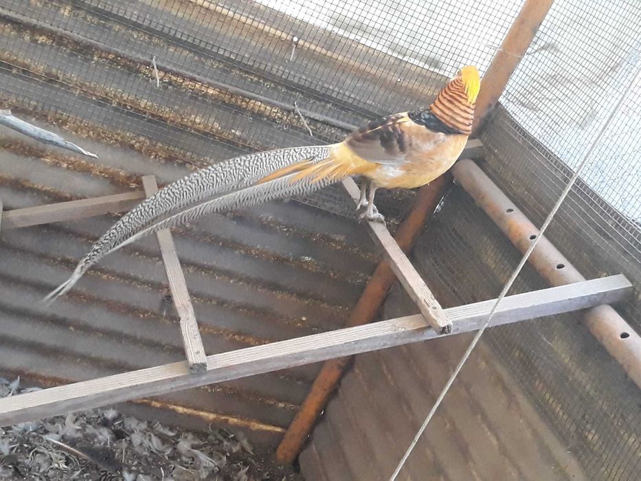 Faisões Dourados, Coleira e Gigi