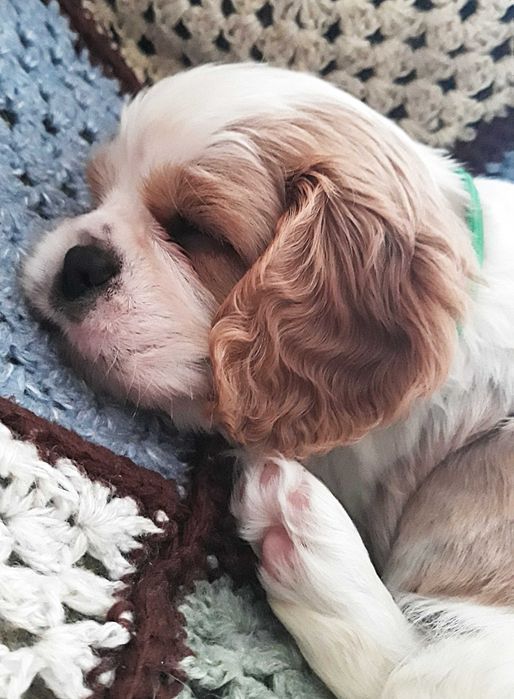 Chłopczyk Cavalier king charles spaniel