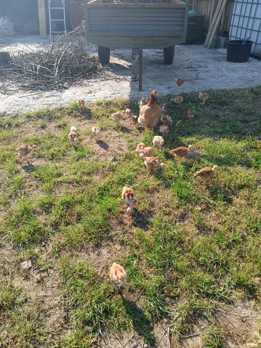 Frangos caseiros e traçados