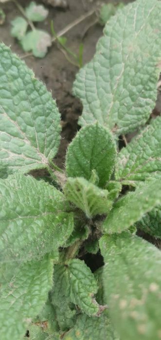 Ogórecznik 4 sadzonki