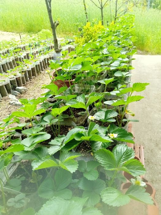 Morangueiros oportunidade