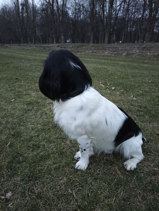 Російський спаніель, хлопчик