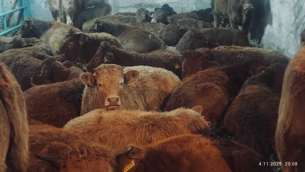 BYCZKI, STARTERY. Finansowanie, kontraktacja