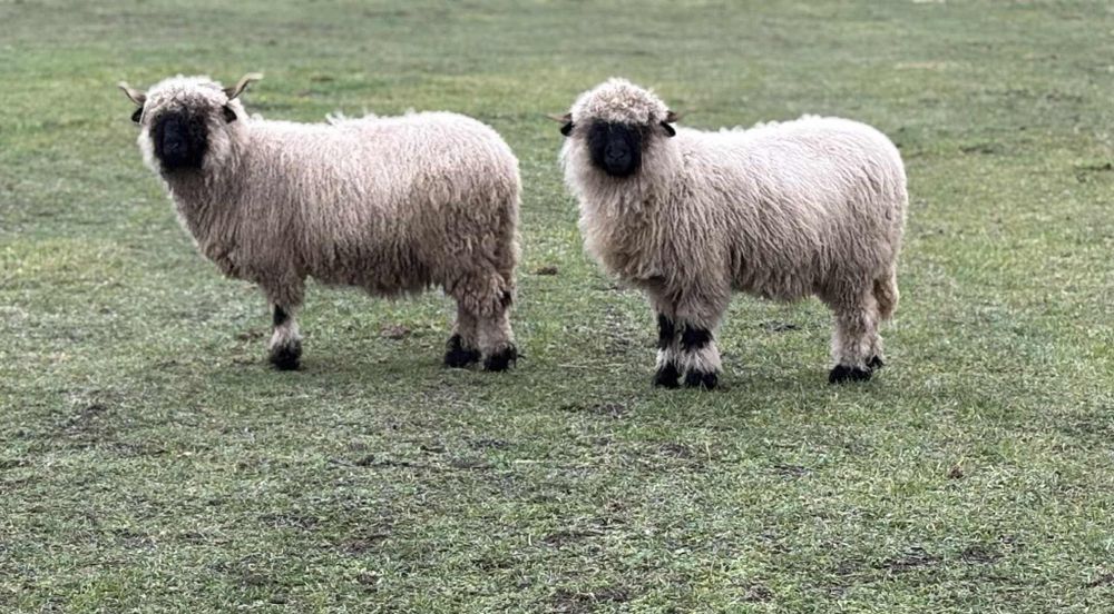 Валлійська чорноноса