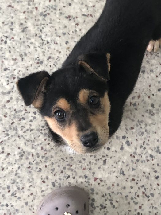 Цуценя шукае сім'ю