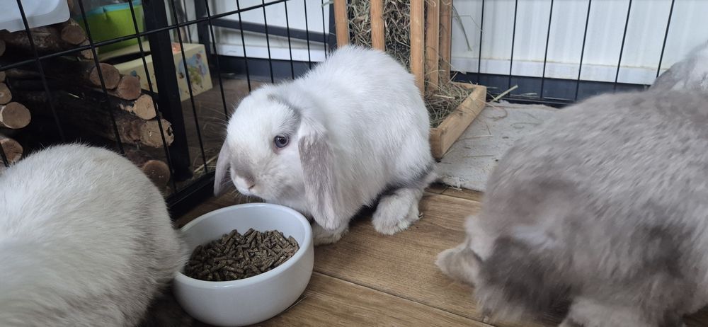 Mini Lop Króliczki Rasowe