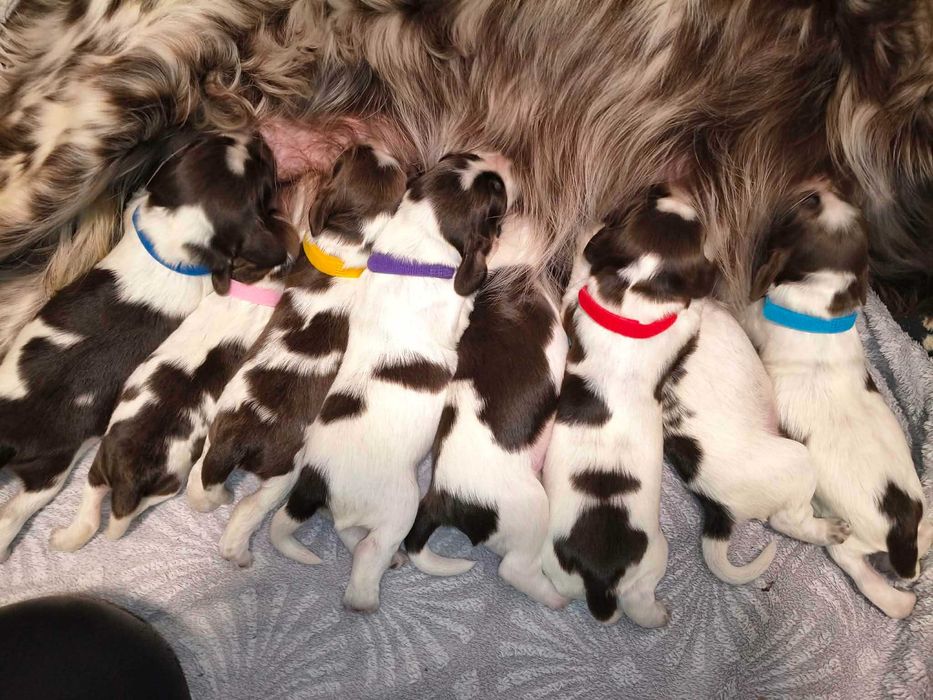 Polski Spaniel Myśliwski