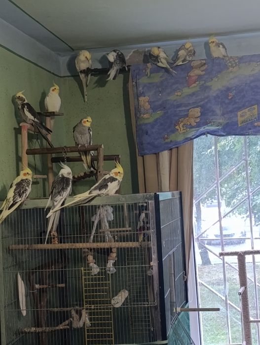 Клітки для папуг