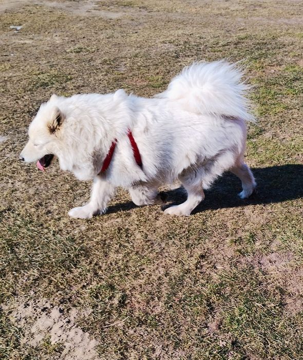 Samoyed szczenię