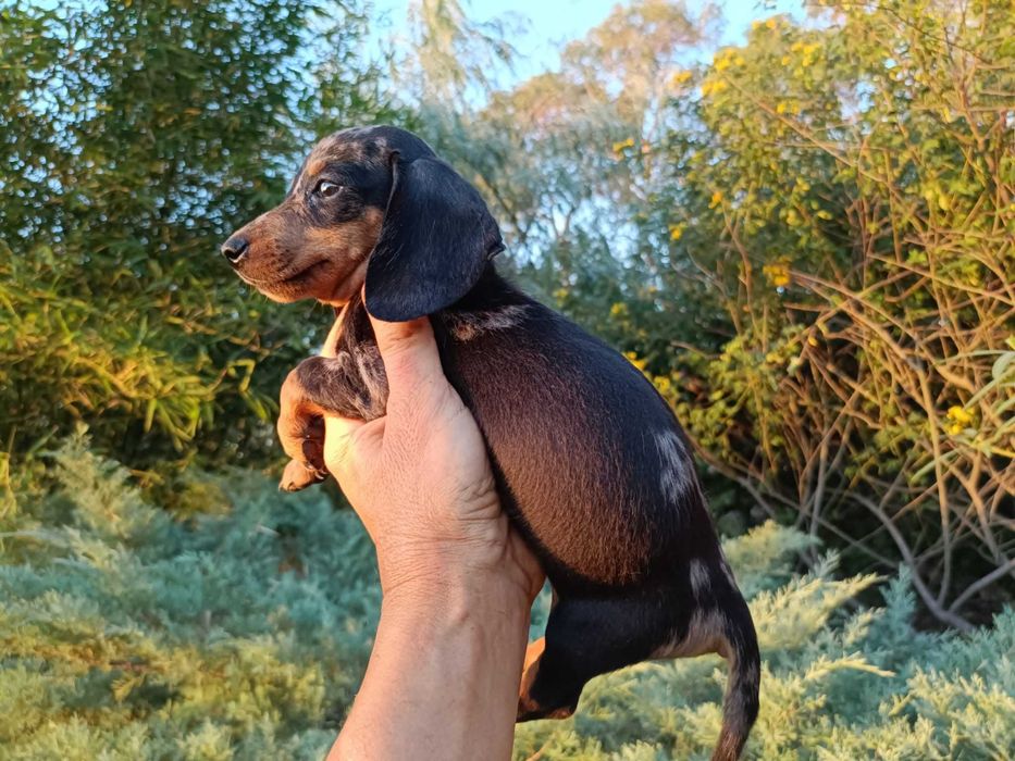 Teckel machinho mini Arlequim preto