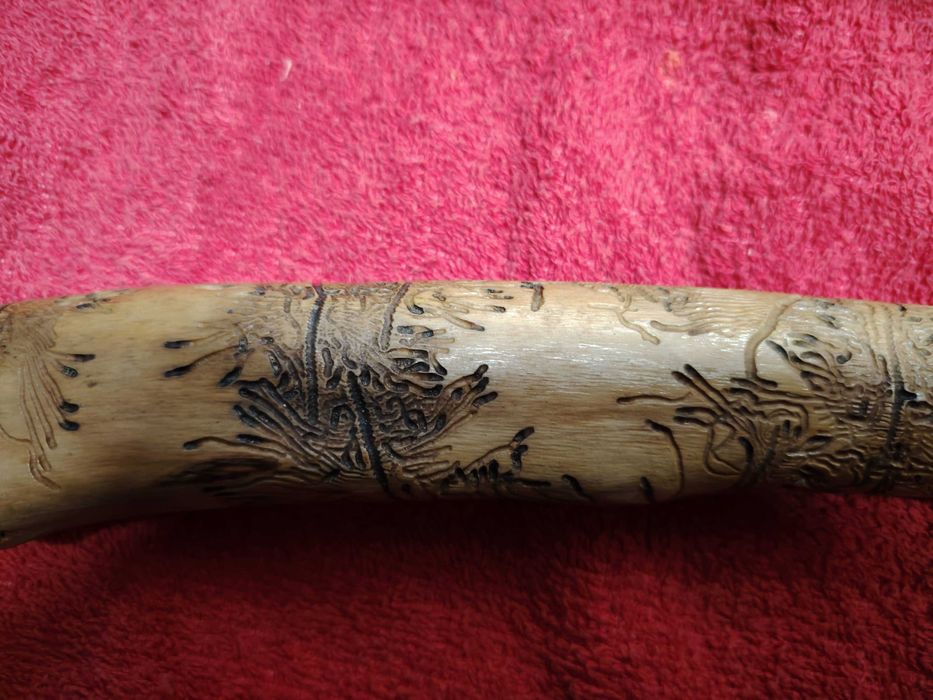 Pau de oliveira trabalhado por bicho e  natureza