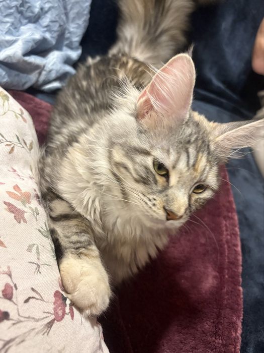 Królewna duża i piękna koteczka maine coon SHK WCF
