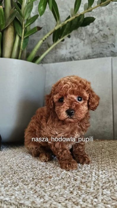 Suczka Pudel toy Red płowy ze sprawdzonej hodowli