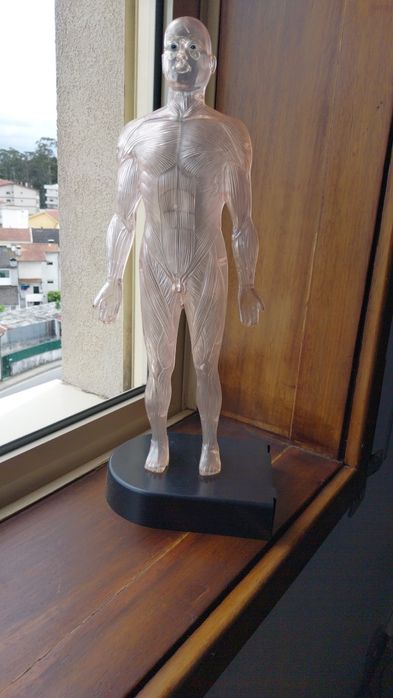 Colecção o corpo humano