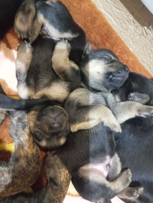 Шукаємо новий дім для цуценят!