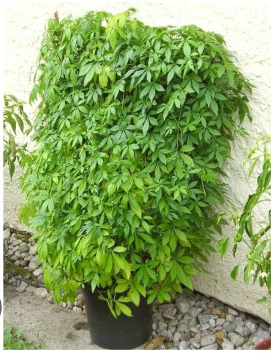 Plantas de Jiaogulan para venda