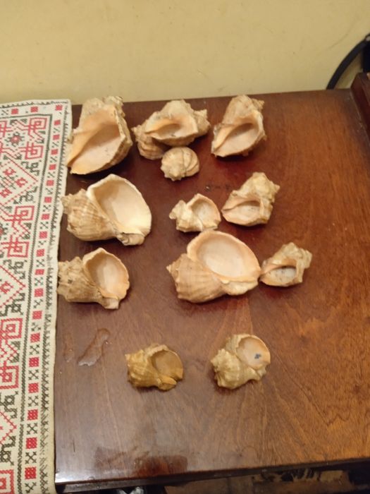Продаю ракушки ціна 150 грн за всі