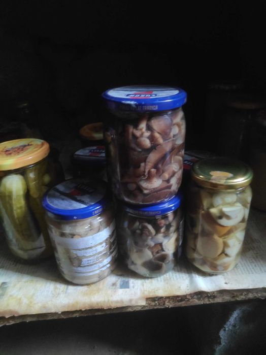 Grzyby marynowane zbiór 2025r.