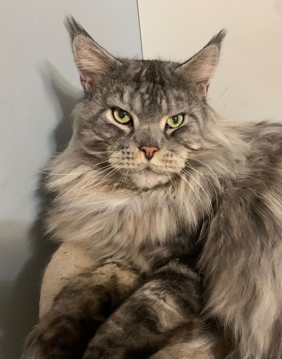 Stebrny Kocurek Maine Coon