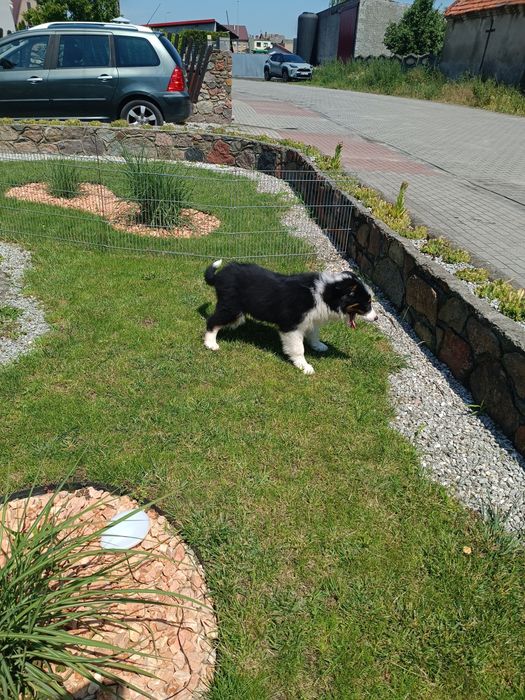 Border Collie – szczeniak