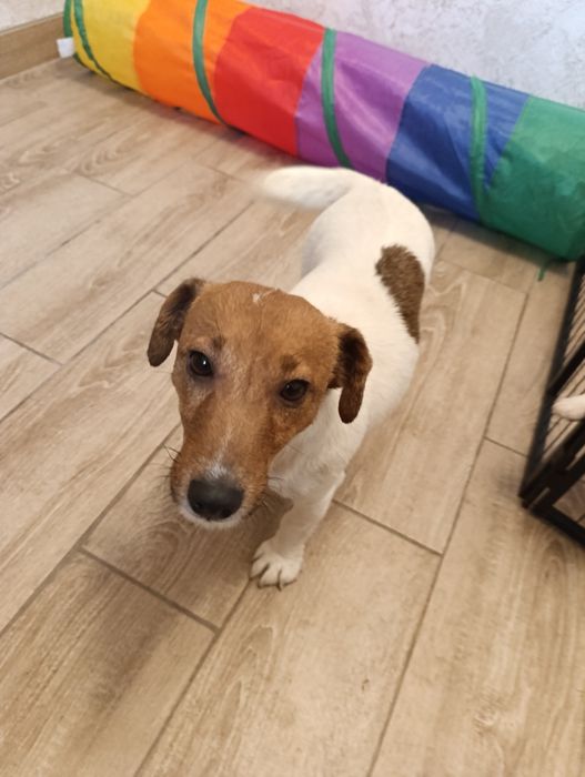 Urocza suczka szuka domu