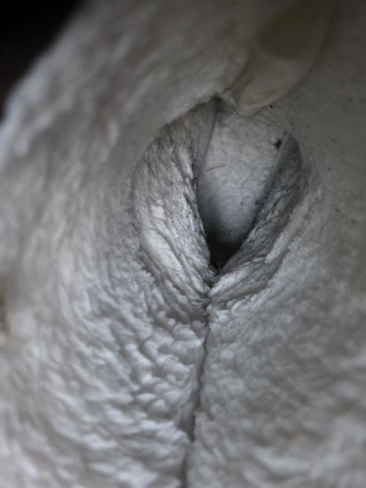 Olang śniegowce 40 buty zimowe damskie za kostkę ocieplane