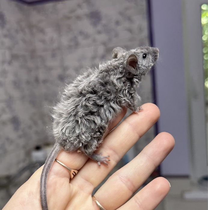 Мыши тексель длинношерстные декоративные мышата