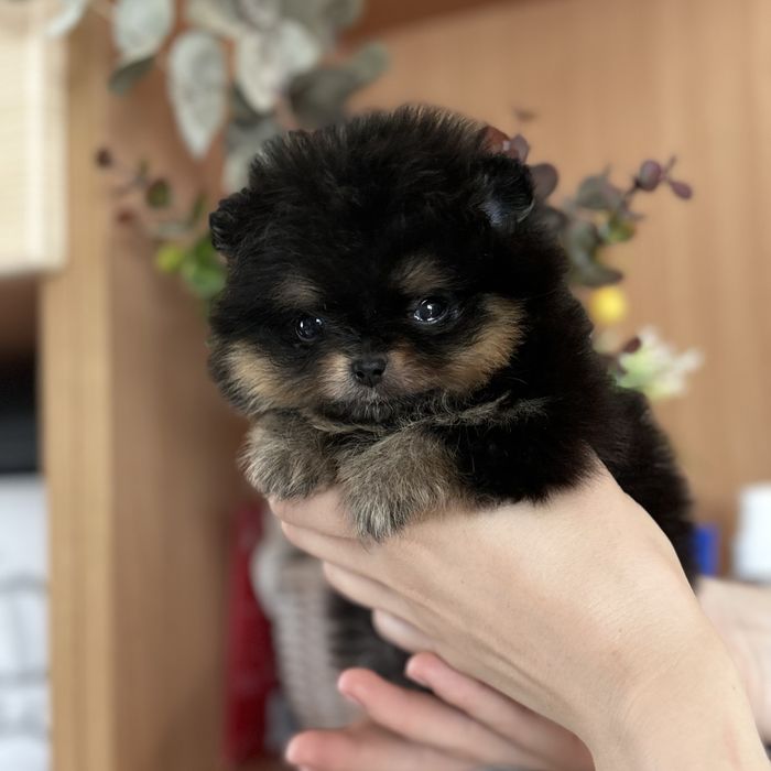 Міні дівчинка шоу класу тип ведмедик