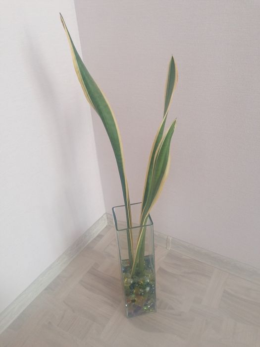 Цветок Щучий хвост в вазе