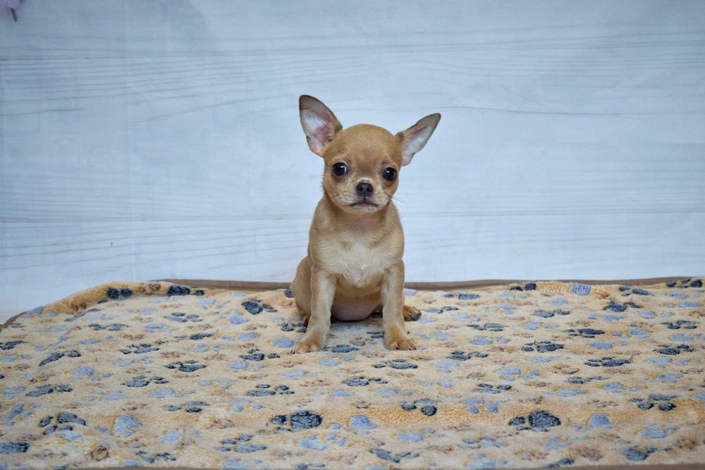 хлопчик та дівчинка Чивава в гарних окрасах  chihuahua