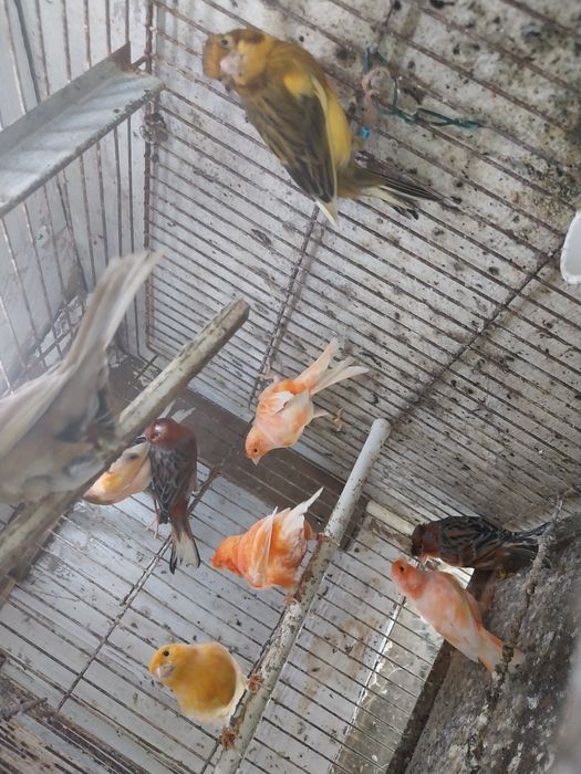 Vendo canarios varias cores