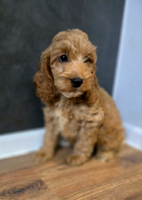 Piesek cockapoo!