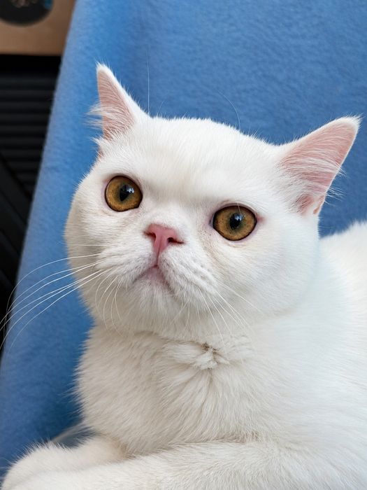 Мальчик котёнок возраст 5  месяцев
