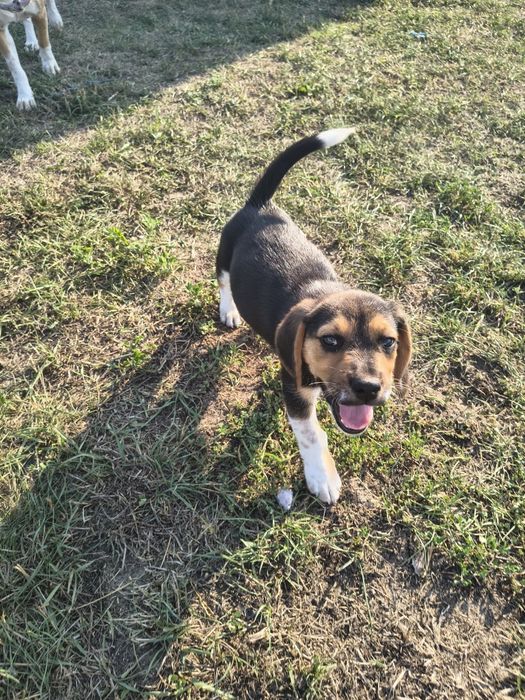 Szczeniaki  Beagle – gotowe do nowego domu
