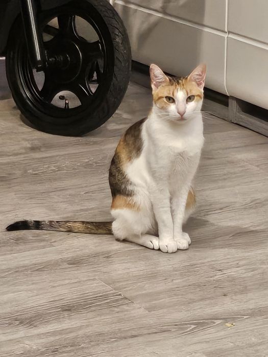 Gata para adopção