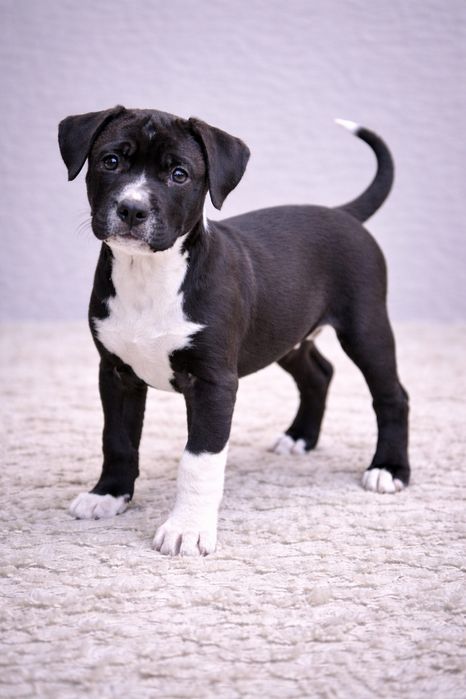 Cudowny chłopiec amstaff!