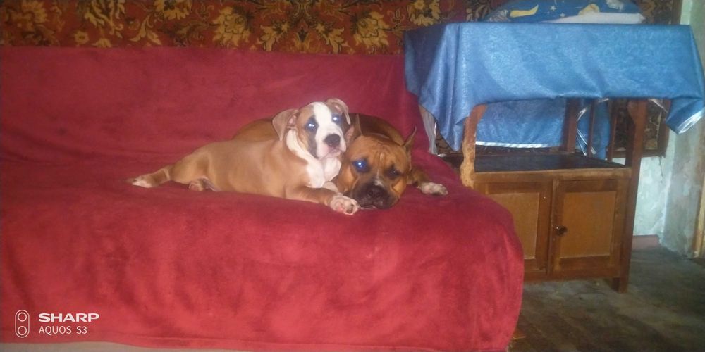 Амстафф для вязки