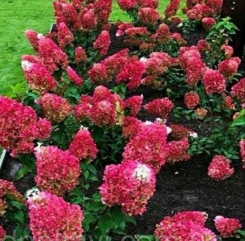 Красивые гортензии