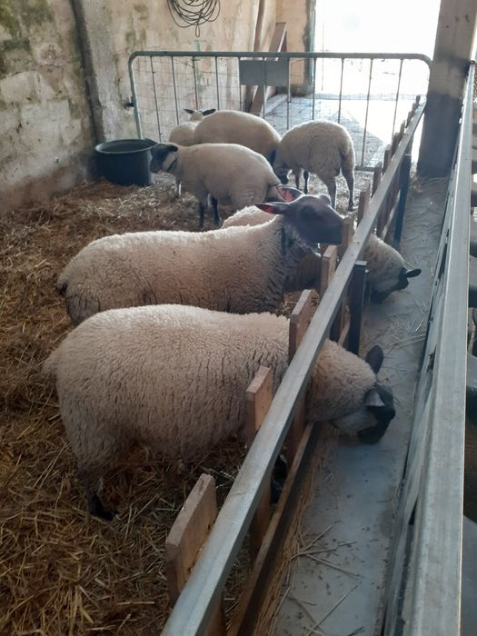 Borregos raça francesa Bleu Domaine