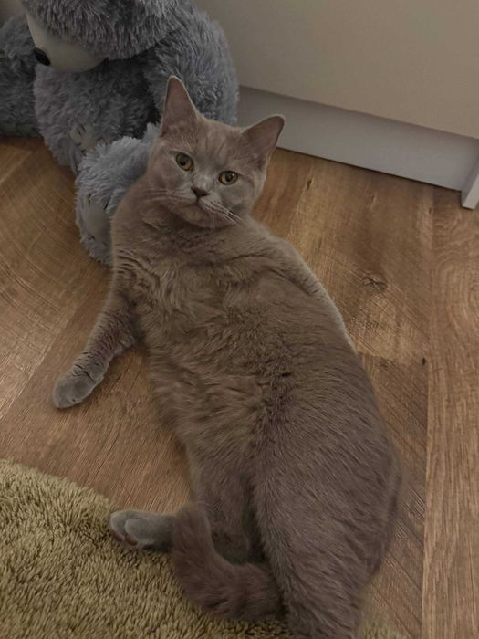 Шотландські котята.