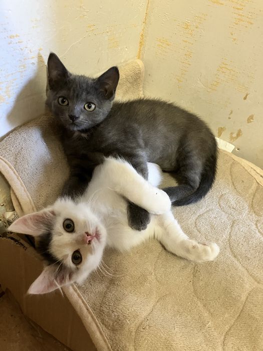 Грайливі Кошенята!!!