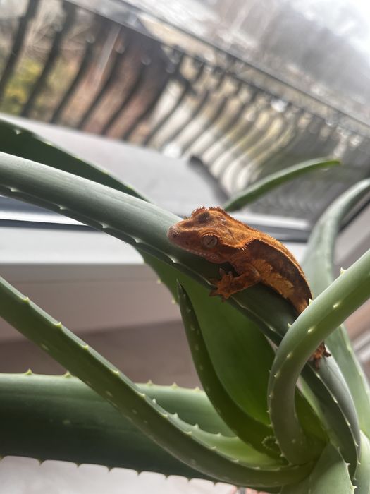 Gekon orzesiony Ozzy