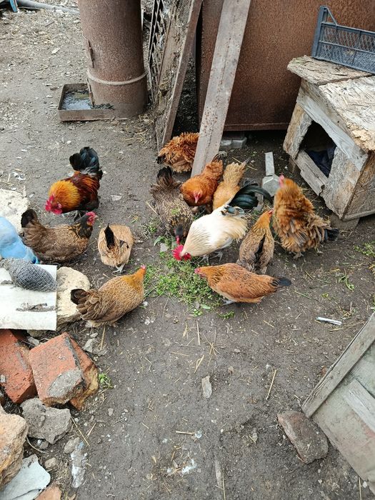 Ия курочкек бентамочек