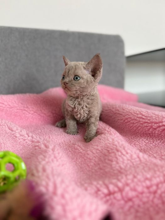 Kot Devon Rex kolor liliowy rodowód WCF Jaśminowy Powiew*PL