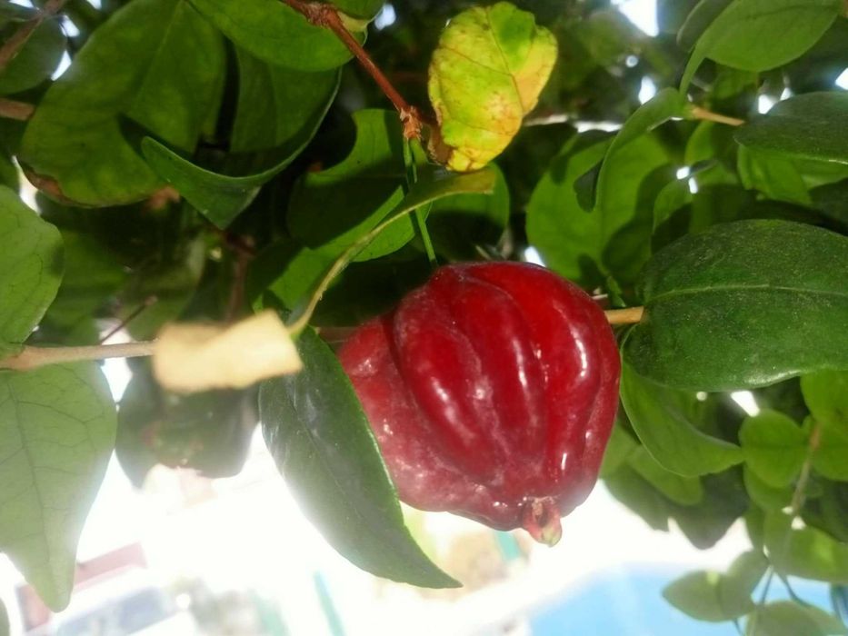 Pitangueira - Eugenia uniflora