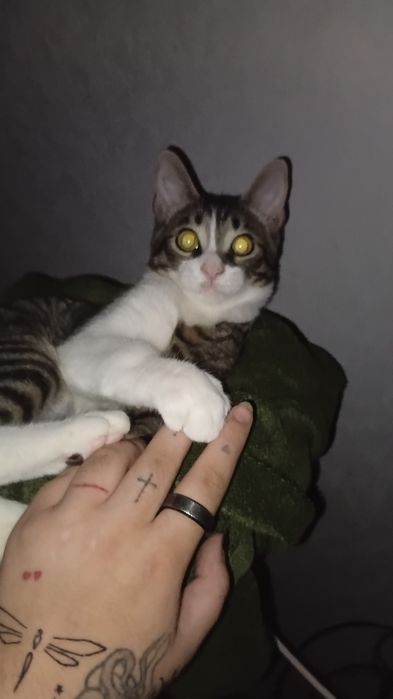 Отдаю 2 котика в хорошие руки!