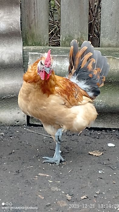 Молодий блондин півник