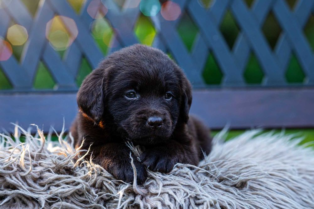 Labrador Retriever – FCI odbiór początek Września