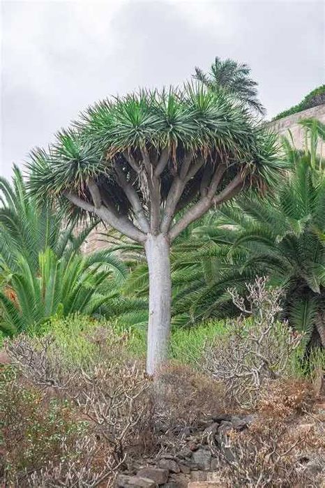 Sementes de dragoeiro açores (dracaena draco)